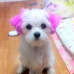 경기도 부천 중동 <b>복사</b>골건영 뽀뽀를 찾습니다