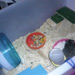 흰덩&amp;검덩 판 첫출연<b>vv</b>