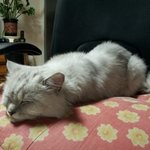 냥판] 강낭콩알 강랑이는 잘살고있나? 16편