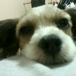 야메 미용ㅋㅋㅋㅋㅋ