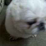 [개판] 내가 페키니즈 대세 둥이개