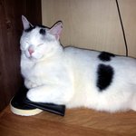 [냥판] <b>대두</b>김용배의 가까이하기엔 너무 먼 당신 ㅋㅋㅋ