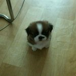 안보면후회하는 막내딸 초코성장일기~(질문추가)