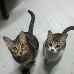 우리집 고양이는 개고양이(수정)