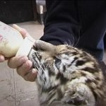 (꼭 읽어주세요) 호랑이 크레인을 기억하는 분들께..