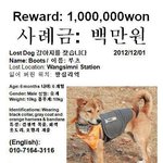 한국 거주 외국인이 <b>입양</b>한 유기견 boots를 찾아주세요