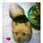 죽고나서 꿈에 찾아온 울 개의 이야기