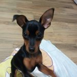 (미니핀)완두야 안녕~!!