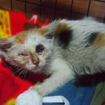 믿을 수 없을 만큼 달라진 고양이~묘생역전한 고양이 반짝이에요.