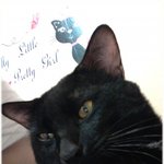 [냥이판]포스넘치는 울집 <b>몽</b><b>군</b>씨