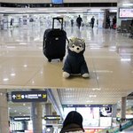 브라우니 공항패션~ 시베리아로 출국중 ㅎㅎ