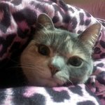 [김괭] 김고양이 스물네번째