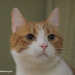 유봉이네 고양이 모델놀이(유봉이, 앙즈, 퐁즈판)