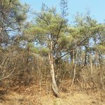 사진 有박근혜)<b>행운</b>을주는 나무