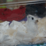 (귀<b>염주</b>의)햄스터판ㅋㅋ 움짤+사진多多