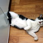 <b>청량</b>이시장에서 구조한 이쁜 개냥이 희야를 소개합니다^^~