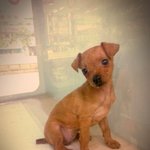 <b>역변</b> 종결자 미니핀 별이