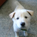 맨날 눈팅만 하다가 우리집 불쌍한 <b>똥</b>강아지 사진 <b>투척</b>ㅋㅋㅋㅋㅋㅋㅋ