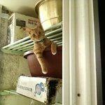 #1 <b>동물</b> 판 나도 써본다! 4년째 동고동락 치즈!(사진 有느님)