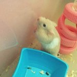우리애기 자랑하려구요! [햄스터 판]