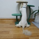 추운겨울 준비하는 고양이의 자세_이당당