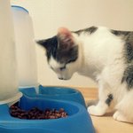 냥판] 강낭콩알 음마다리불편해 열여덟편
