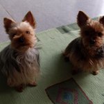 별이 핑코가 올해 하늘나라로 갔습니다... 거기서도 잘 지내고 있겠죠...