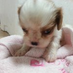 킹찰스 스패니얼 예랑이 성장일기 2(사진 엄청 많음)