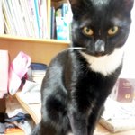 [냥판] 용배<b>형아</b>를 기다리고있쉬먀!!!