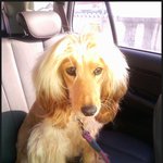 <b>당진</b> 합덕 개 주인을 찾습니다!!