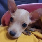 미니핀이 원래다 이런가요?