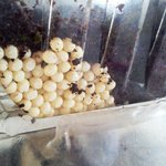100마리가넘는 우리집달팽이들!!!!