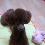 우리집 푸들 이쁘지 않개?? 한 번 봐<b>주시</b>개들!!! (사진 有)