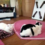 [냥판] <b>대두</b>김용배의 쨔쟌!!!