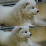 (흰콩판)집안에서 <b>사모예드</b> 키우기 판