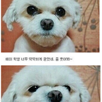 <b>증명</b>사진 찍을때 우리의 모습.jpg