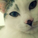 냥판] 강낭콩알 참을성없는 콩알집사 19편