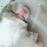 [사진있쥐] 매력터지는 골든햄스터 김<b>메밀</b>