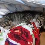 <b>도도</b>한 우리 <b>도도</b>를 소개해요ㅎ.ㅎ