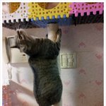 고양이 봉<b>춤</b>