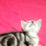 우리 콩이를 소개합니다^^[두번째, 사진多]