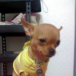 똥강아지, 개칠뜩!!