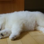 (흰콩판)<b>집안</b>에서 사모예드 키우기 2탄