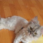 [<b>나옹</b>판] 동글동글 개냥이 순심이의 하루.1