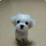울귀연 말티 막내 아가 ! [2]