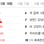 #2 동물 판 나도 써본다! 4년째 동고동락 치즈!(사진 有)