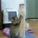 <냥톡>접힌귀가매력적인폴드냥이자랑안할수가없다!!!!