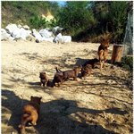 (진돗개)진돗개가 궁금해? 그럼 클릭 구경 ㅋㅋ