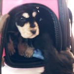 *길더라도 꼭 읽어주세요 <우리 아들 딸이 분양받고 일주일만에 세상을...