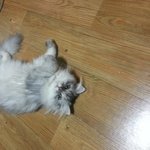 염장지르는....우리 고양이 <b>네로</b>와 세나의 훈훈한 일상